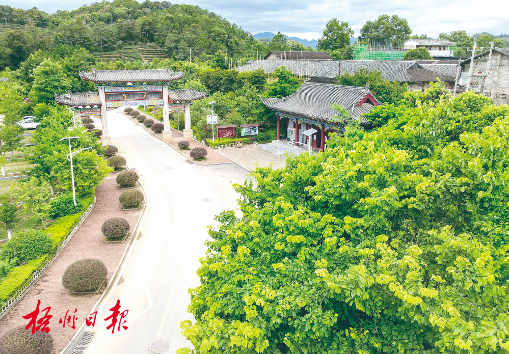 梧州全市生態(tài)茶園面積達33.34萬畝！