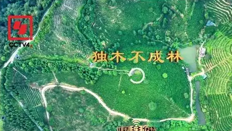 央視、學(xué)習(xí)強(qiáng)國等十多個平臺同時推送梧州采春茶．梧州六堡茶